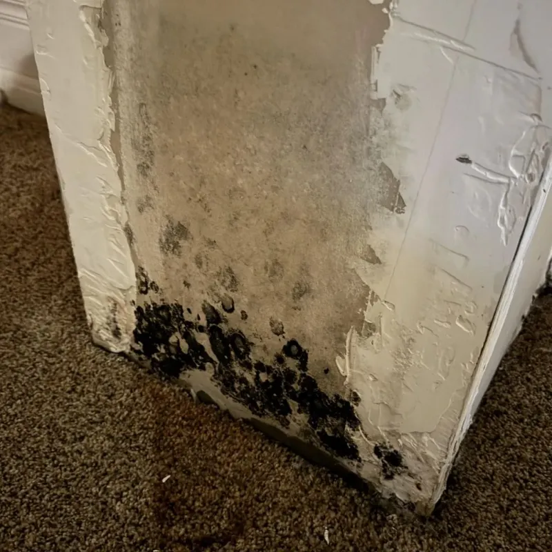 Professional Mold Removal in Westmoreland, TN